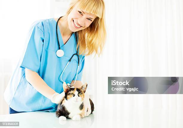 Veterinario Tomar Oreja Hisopo De Cat Foto de stock y más banco de imágenes de Gato doméstico - Gato doméstico, Técnico, Veterinario