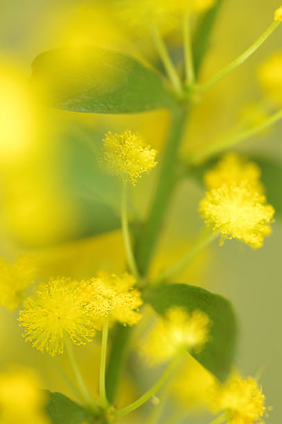 istock Acacia flower closeup 172350544