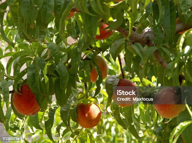 Peaches - Fotografie stock e altre immagini di Albero - Albero, Albero deciduo, Alimentazione sana