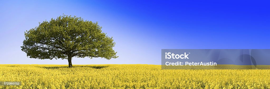 Oaken Blue (XLarge) Lone Oak Tree in yellow oilseed field with deep blue sky backdrop and plenty of copy space. Agricultural Field Stock Photo