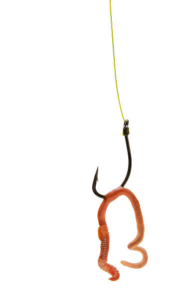 istock Fishing hook baited with an earthworm 172351045