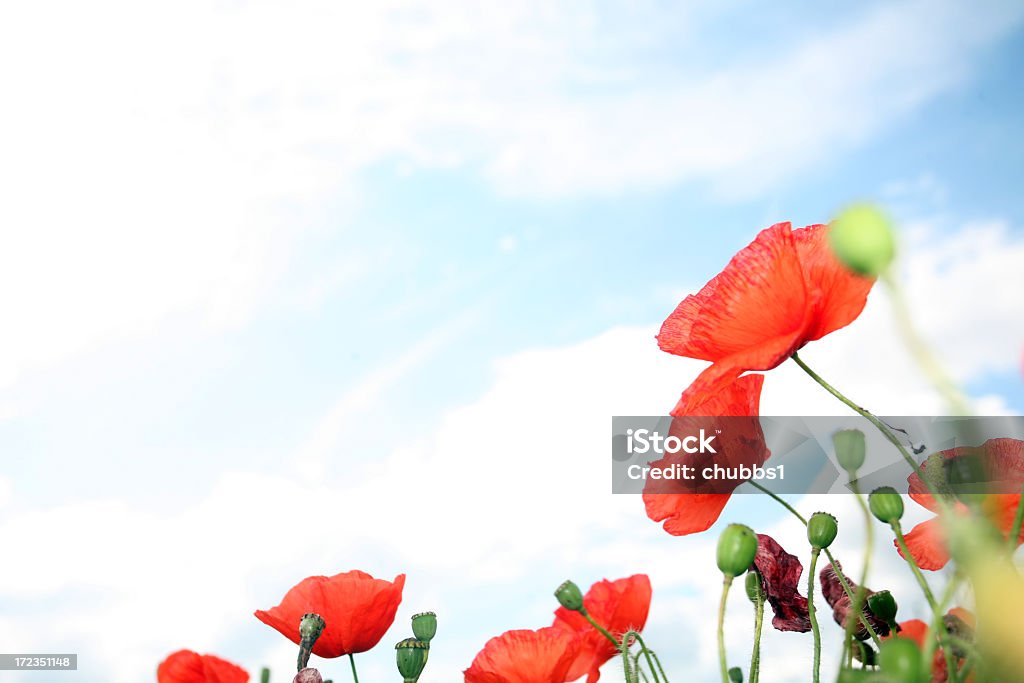 wild poppies - Foto de stock de Día del Recuerdo libre de derechos