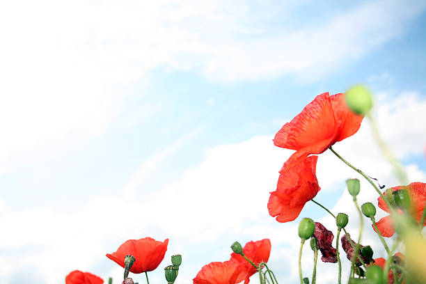 dziki makowate - poppy field sky sun zdjęcia i obrazy z banku zdjęć