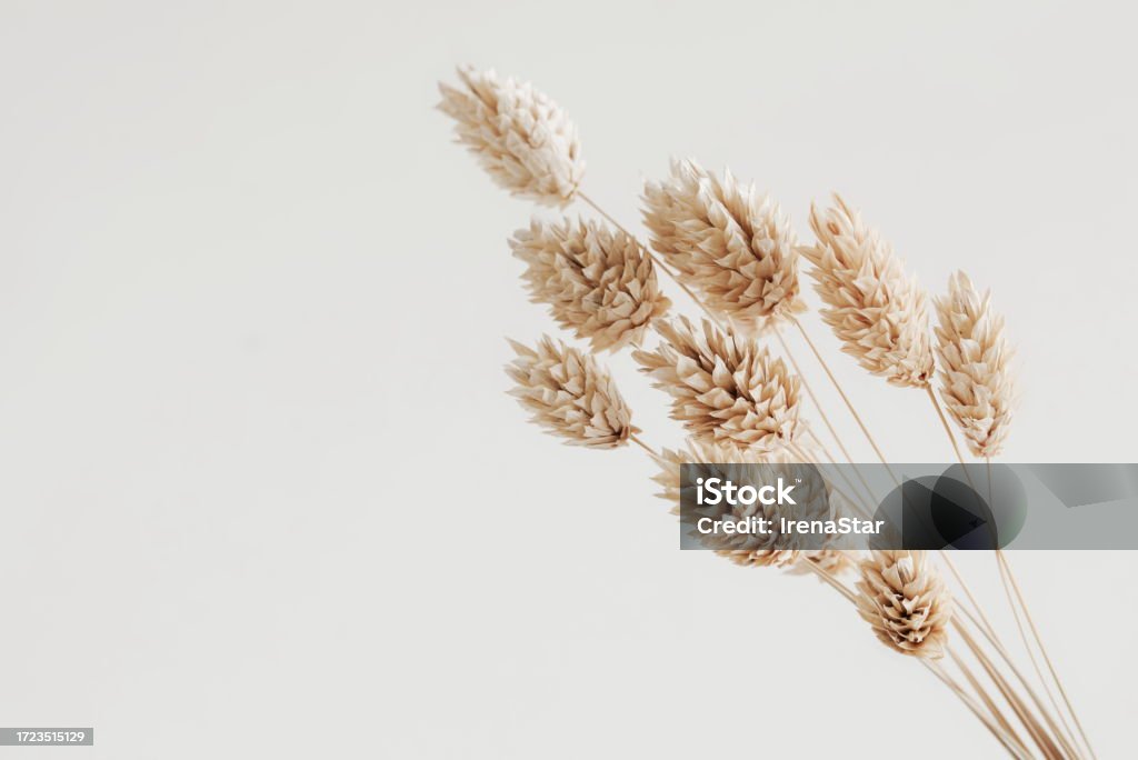 Fluffy Rabbit Grass Dry Fluffy Bunny Tails Grass Bouquet On White Background With Copy ...