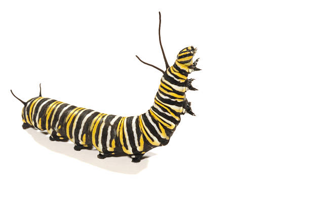 Upright Monarch Caterpillar