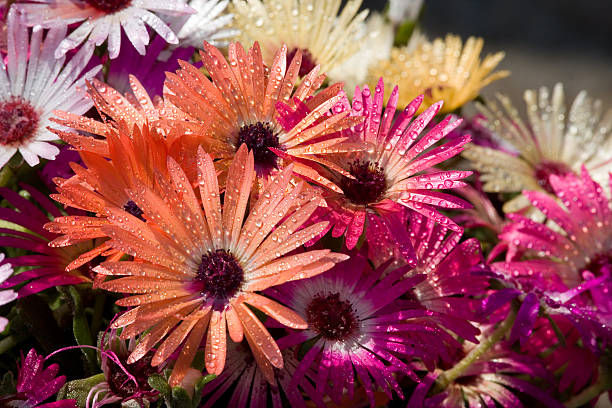 ice plants - buz çiçeği stok fotoğraflar ve resimler