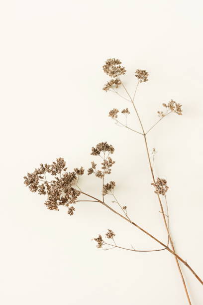 istock Dry Grass Branches  on white background .  Floral card.Minimal botanical poster 1723516781