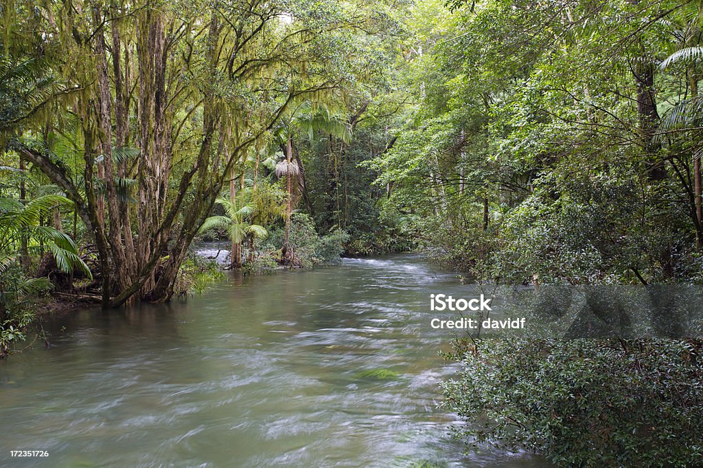 Selva tropical al río - Foto de stock de Agua libre de derechos