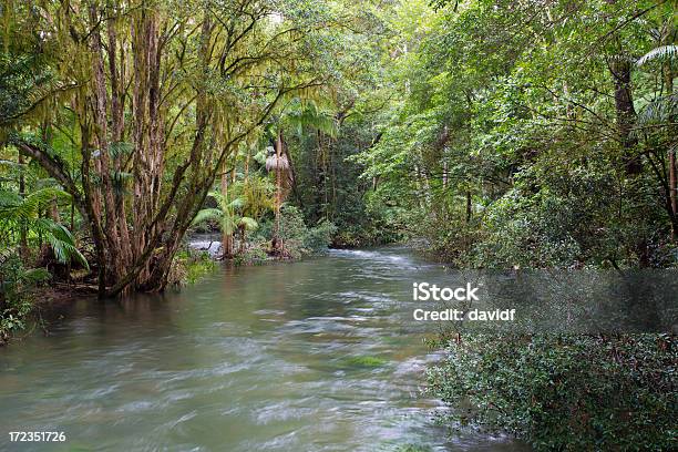 Foto de Rio De Floresta Tropical e mais fotos de stock de Austrália - Austrália, Cena de tranquilidade, Destino turístico