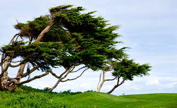 istock Cypress trees bent by  constant coastal winds 172351885