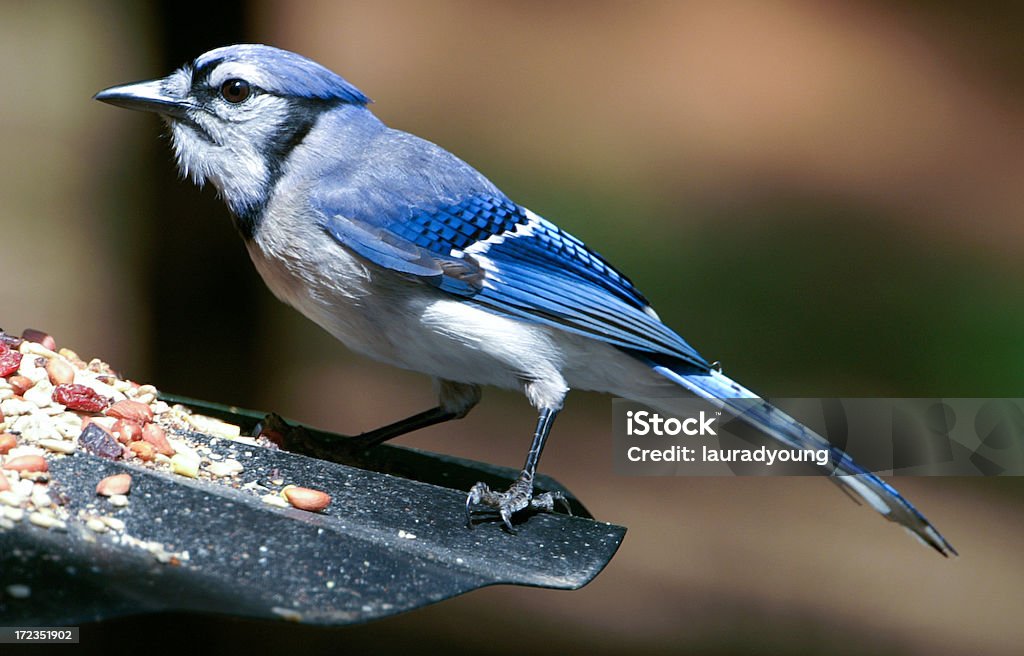 Arrendajo azul en el alimentador - Foto de stock de Semilla para pájaros libre de derechos