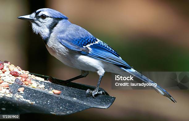Arrendajo Azul En El Alimentador Foto de stock y más banco de imágenes de Semilla para pájaros - Semilla para pájaros, Ala de animal, Alimentador de pájaros