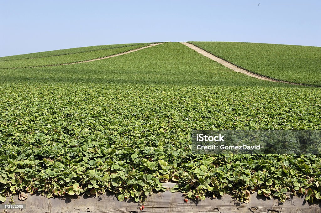 Strawberry Field - Lizenzfrei Agrarbetrieb Stock-Foto