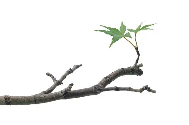 New leaves on a Japanese maple tree branch. Clipping path included.