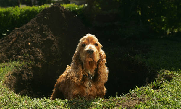 Dog Digging a Hole A cocker spaniel looks out of a large hole dirt hole stock pictures, royalty-free photos & images