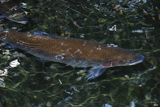 Rainbow trout coming up to eat.