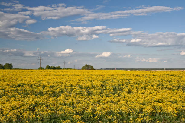 istock yellow flowers in field 172352379