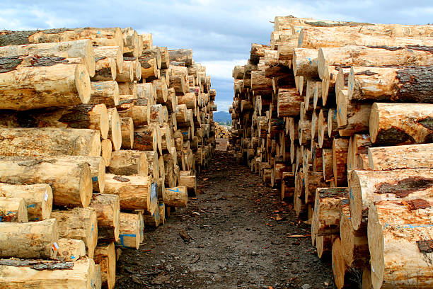 Log Piles at a timber yard stock photo