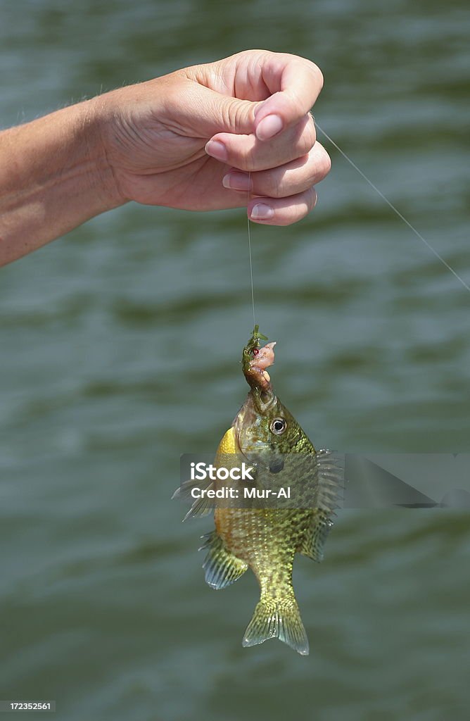 Fish On A Hook Small sunfish caught Sunfish Stock Photo