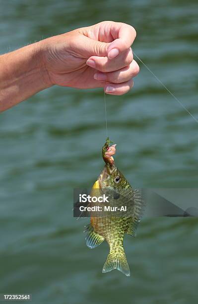 Fish On A Hook Stock Photo - Download Image Now - Sunfish, Animal Fin, Catching