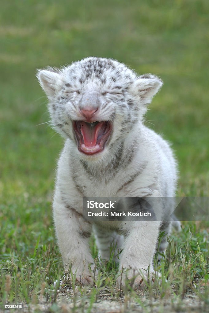 Bambino Tigre bianca Ruggire - Foto stock royalty-free di Tigre bianca