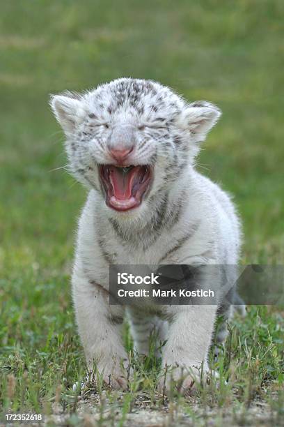 Bambino Tigre Bianca Ruggire - Fotografie stock e altre immagini di Tigre bianca - Tigre bianca, Cucciolo di tigre, Cucciolo