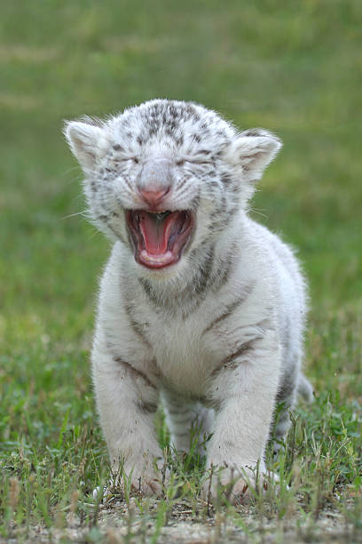 Big cat looking for the camera