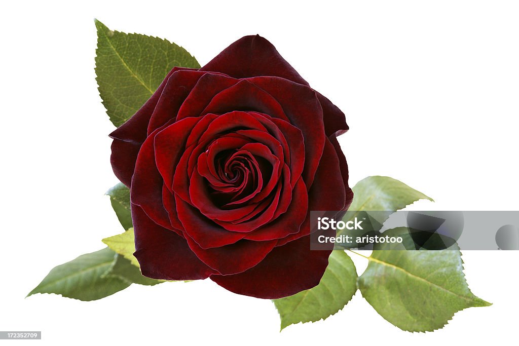 Rosas rojas (ruta - Foto de stock de Fondo blanco libre de derechos