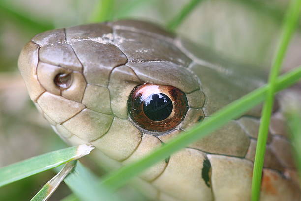 istock Indiana Brown Snake 172352735
