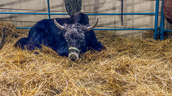 A Yak is laying down and on display at the fair, allowing many to come and see this uniques animal.
