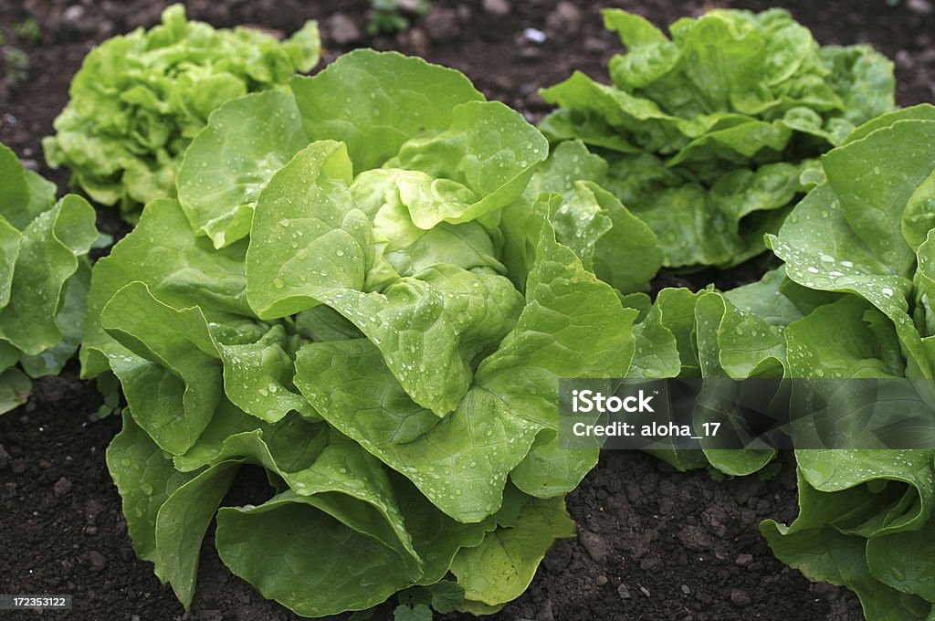 Frischer Salat - Lizenzfrei Agrarbetrieb Stock-Foto