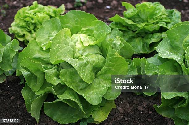 Frischer Salat Stockfoto und mehr Bilder von Agrarbetrieb - Agrarbetrieb, Bildhintergrund, Braun