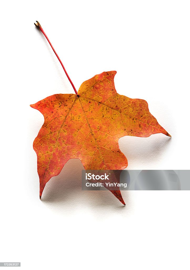 Otoño otoño de la hoja de arce rojo aislado sobre fondo blanco - Foto de stock de Color de hoja otoñal libre de derechos