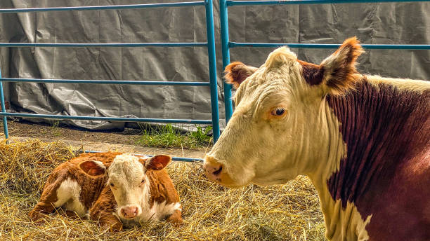 istock Cow and Calf in an Indoor Corral 1723531382