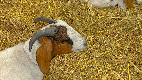 A young billy goat makes its way across the bed of  hay.