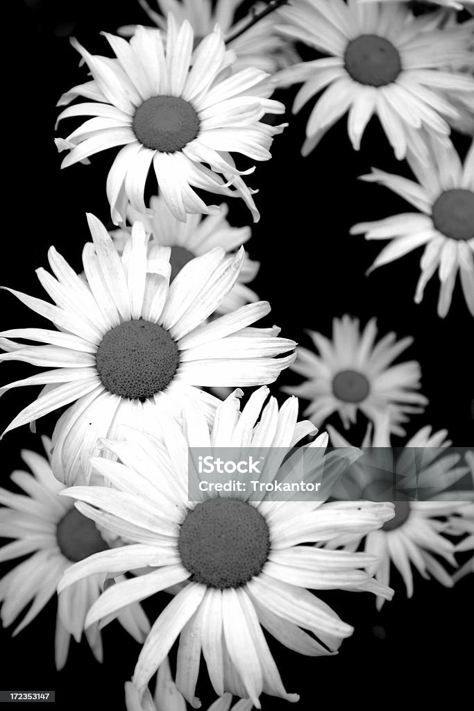 Gänseblümchen - Lizenzfrei Blume Stock-Foto