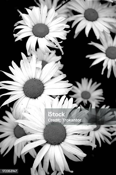 Daisies - Fotografie stock e altre immagini di Bellezza - Bellezza, Bellezza naturale, Bianco