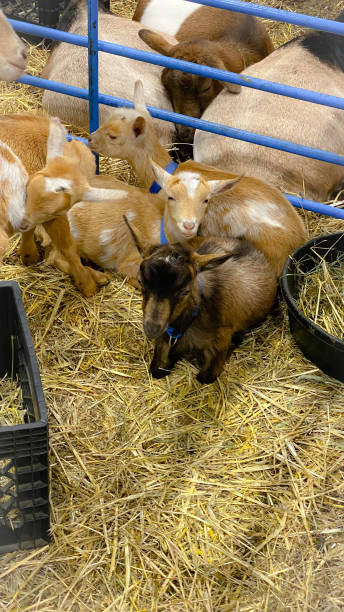 istock Goats in Pens and on Display 1723531911