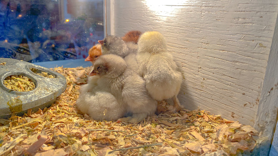 Newly hatched chicks huddle together to stay warm.