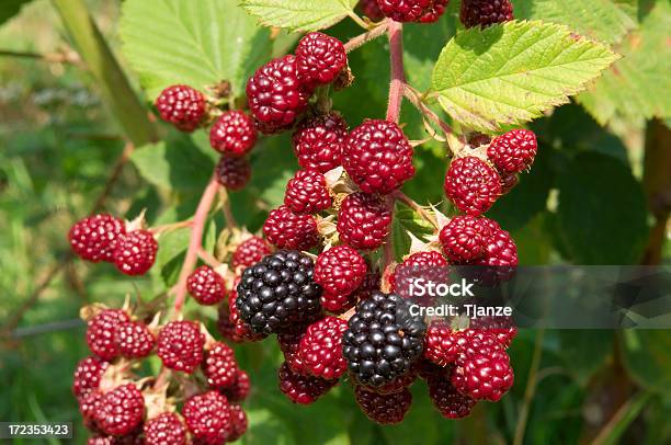 Arbusto De Framboesa - Fotografias de stock e mais imagens de Framboesa - Framboesa, Ramo - parte de uma planta, Agricultura