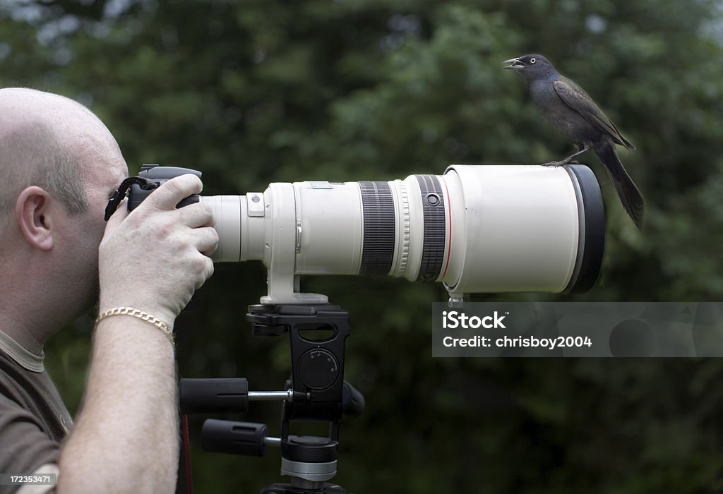 Bird on a lens bird perched on the end of a powerful telephoto lens as a photographer is taking a photo Bird Stock Photo