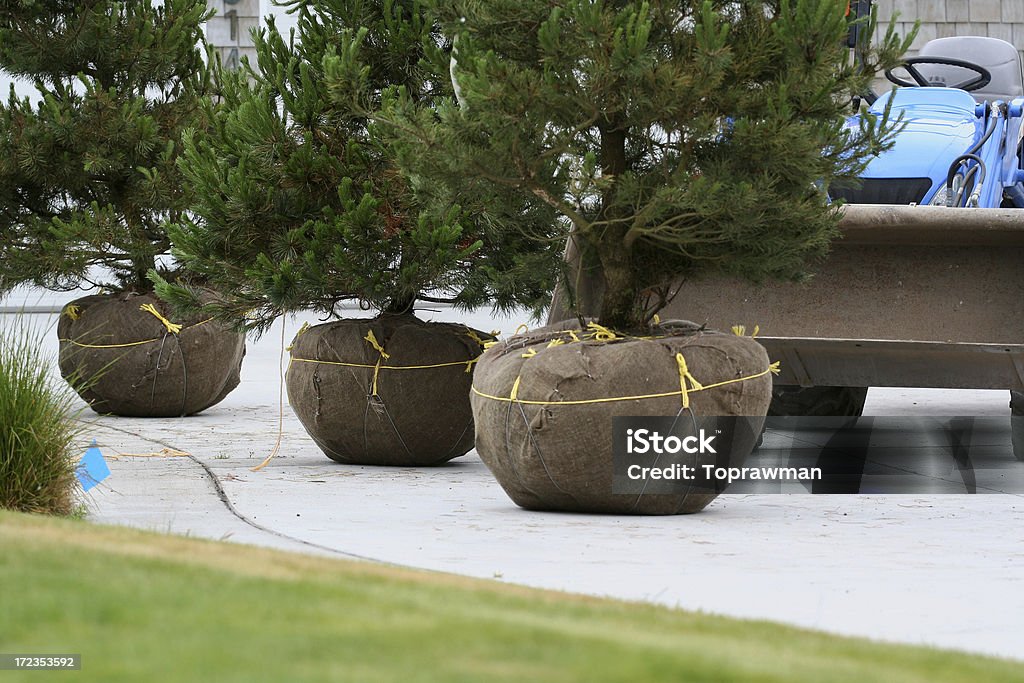 Landscape Nursery Trees Balled and burlap pines from a nursery - ready for installation into a new landscape. Burlap Stock Photo