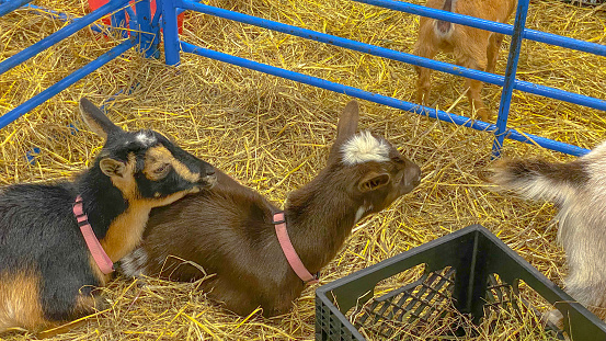 A curious goat looks around the corner from her stable