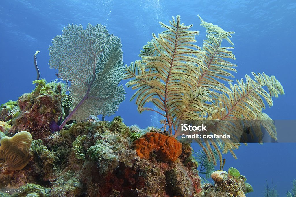 Karibik-Fans - Lizenzfrei Bahamas Stock-Foto