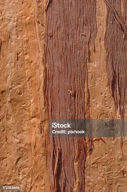 Эвкалиптовое Bark — стоковые фотографии и другие картинки Кора - Кора, Эвкалиптовое дерево, Без людей