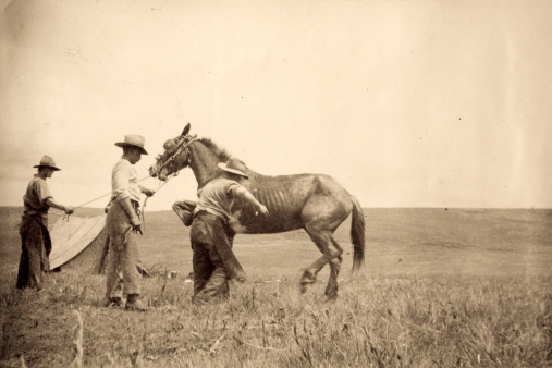 Vintage photograph of men shoeing a horse