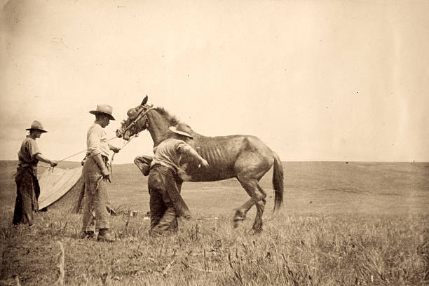 Cowboys Vintage photograph of men shoeing a horse cowboy photos stock pictures, royalty-free photos & images