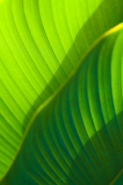 istock Palm Leaves Detail 172353941