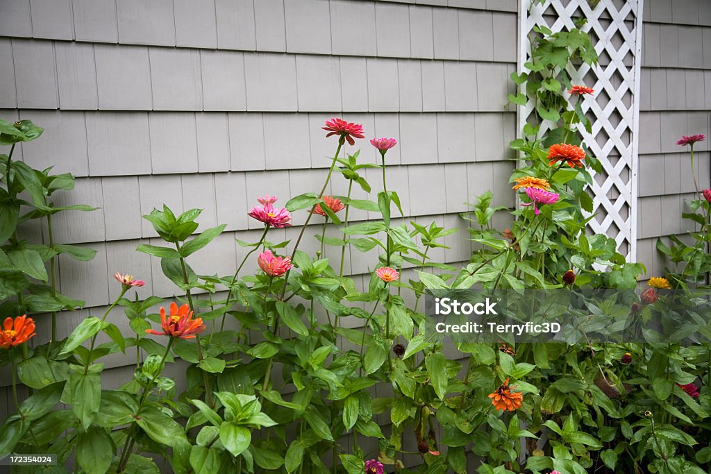 Zinnias - Photo de Terrain paysagé libre de droits