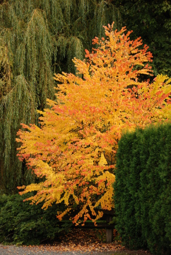 Katsura Tree in fall foliage